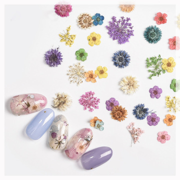 nail art dried flower decoration set natural nail true dry flower daisy/babysbreath/five petal flower series nail accessories