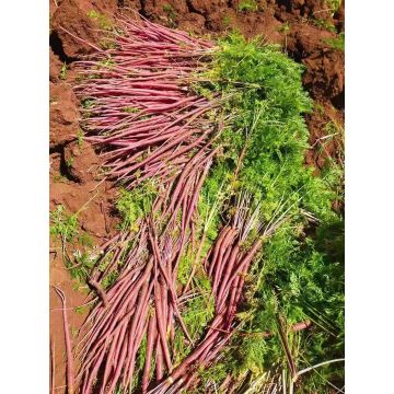 Home Cooking Specialty Purple Jade Carrot
