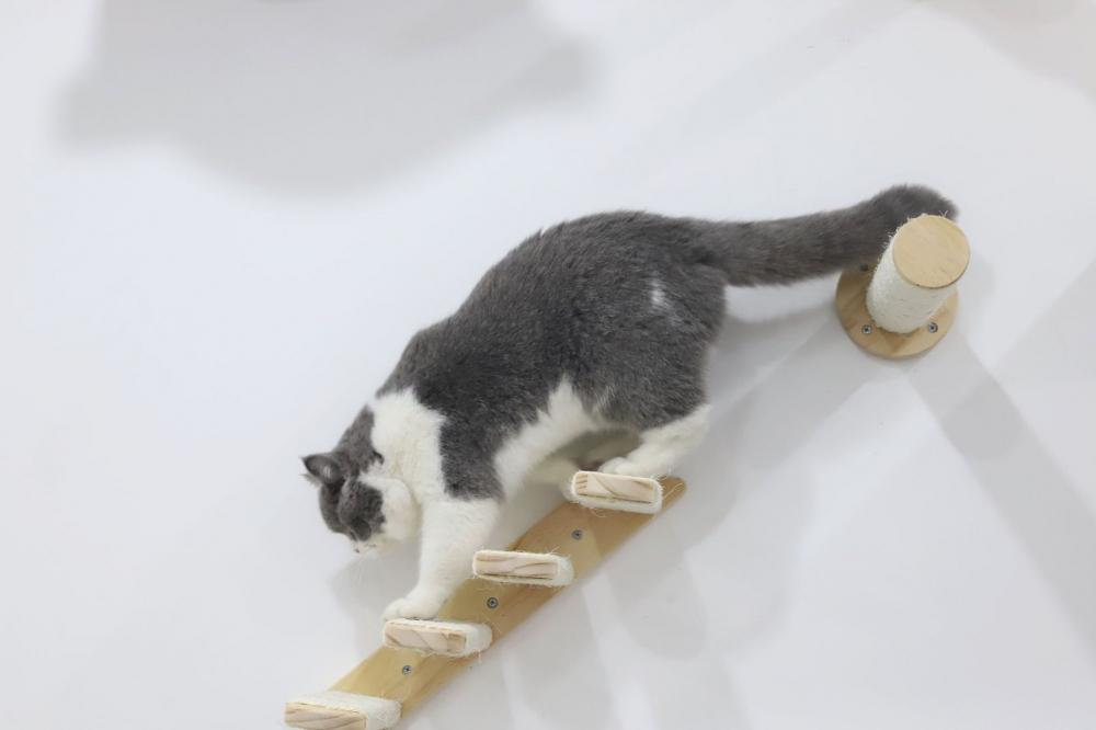 Cat Grab Column Stair Jpg