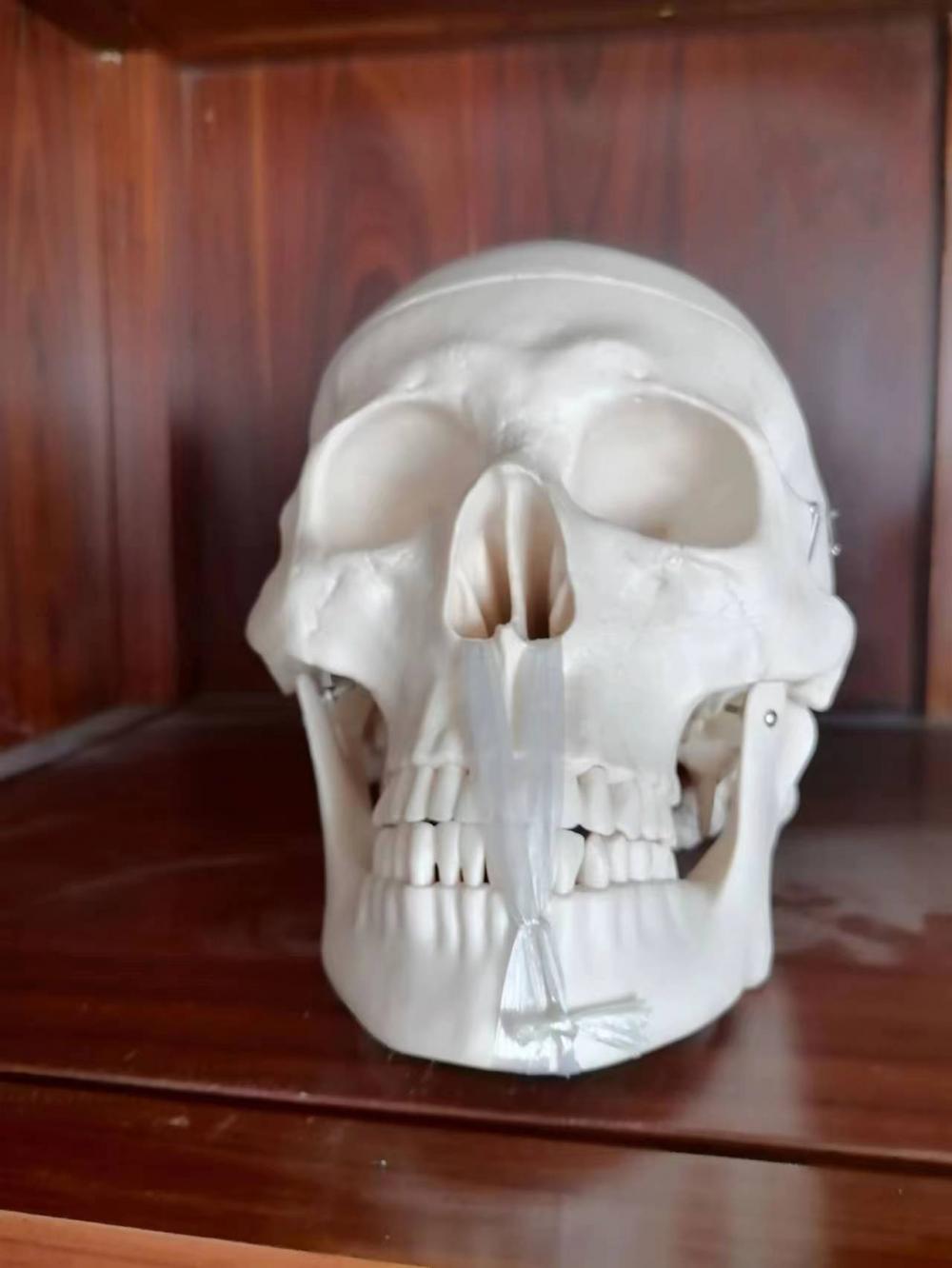 Life-Size Human Skull Model