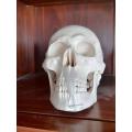 Life-Size Human Skull Model