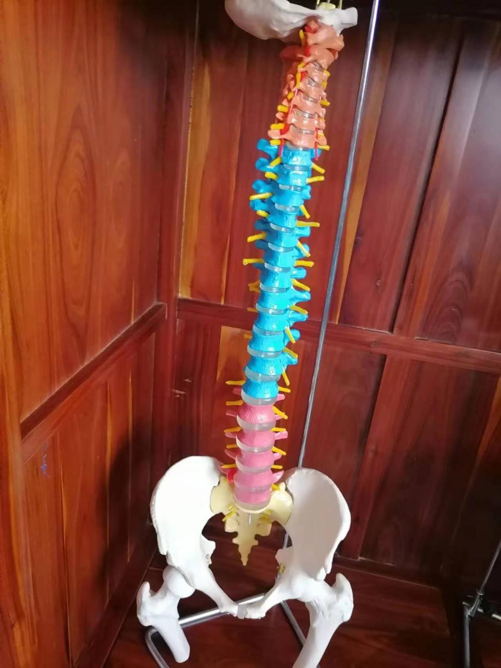 Color natural pelvis model of large spinal girdle