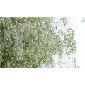 15-22`` 100g Natural Babys Breath Flowers Bouquet Fresh Real Touch Forever Baby`s Breath Flower For DIY Eternal Flower Material