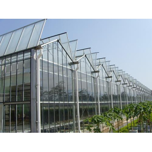 Tomato Cucumber Flower Horticulture Venlo Glass Greenhouse