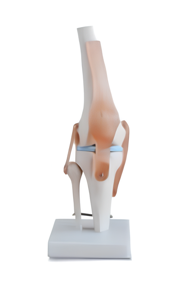 Life-Size Knee Joint Anatomy Model