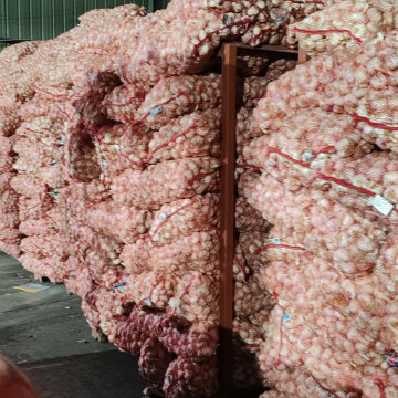 High-Quality Garlic for Home and Kitchen