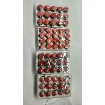 Premium Yunnan Feesh Strawberries Handpicked by Xiguo DL