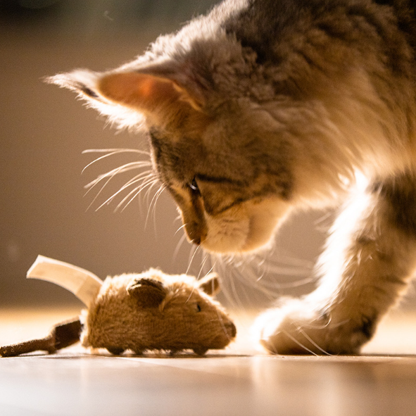 Rat Light Brown Png
