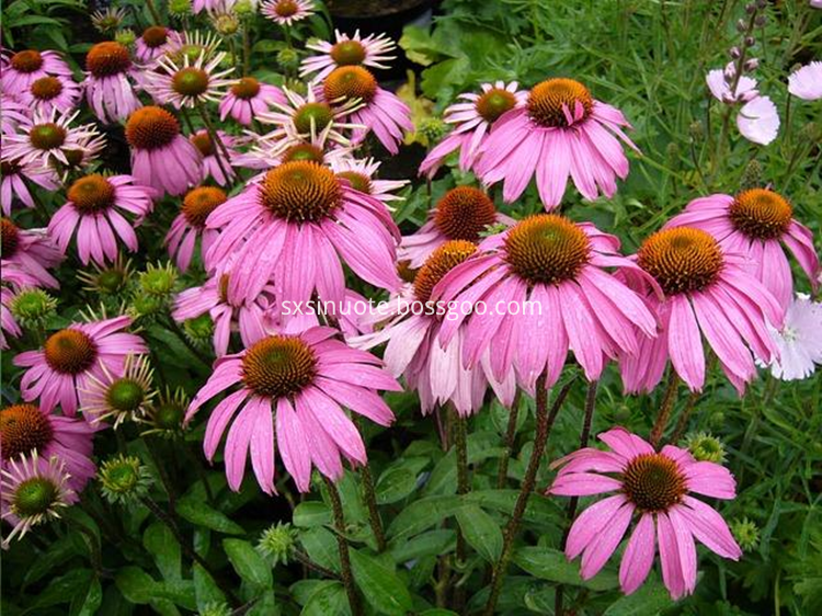 Echinacea Purpurea Extract Polyphenols