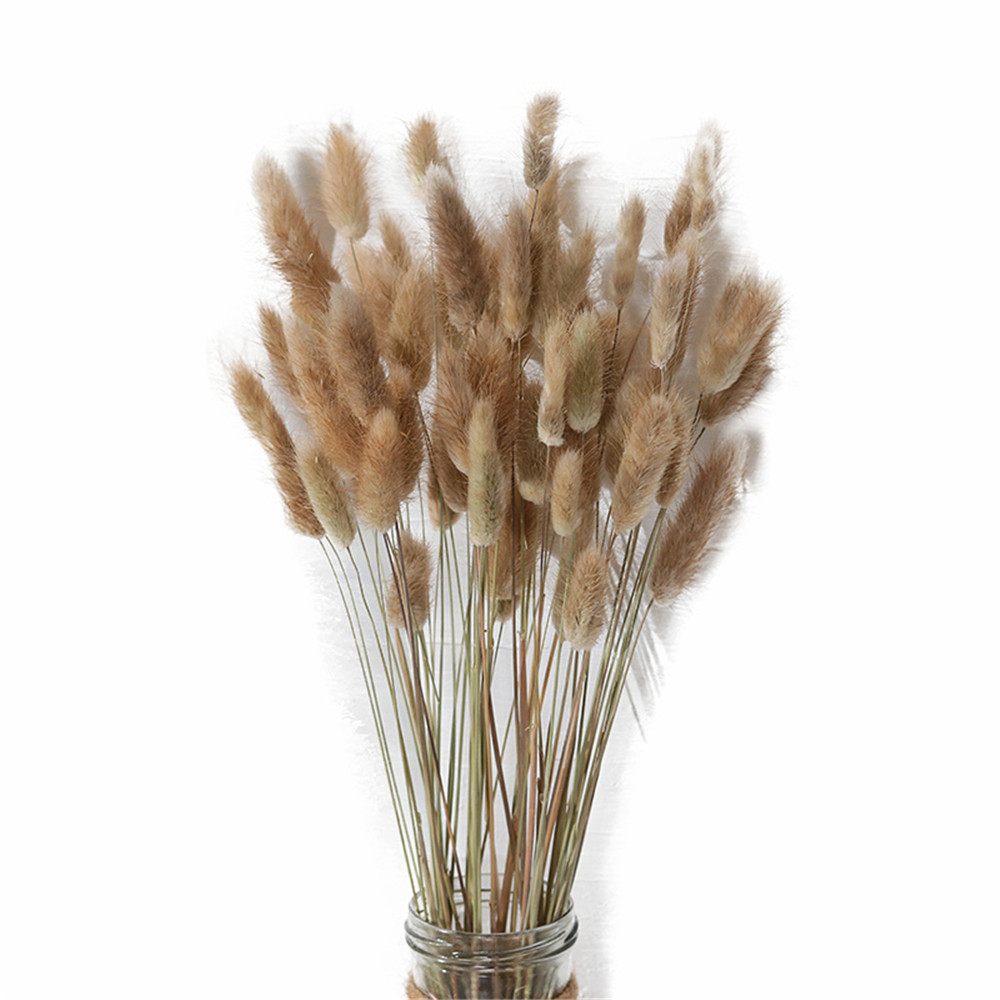 50Pcs/lot Natural Dried Flowers Lagurus Ovatus raw color Rabbit Tail Grass Bunch Real Flower Bouquet for Home Wedding Decoration