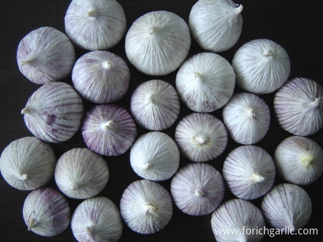 Solo Garlic Solo Garlic