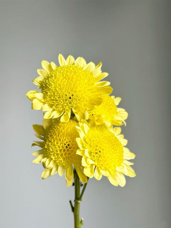 Spray chrysanthemum rui huang yellow