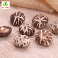 Shiitake Mushrooms Dried & Cut, Grade AAA Premium Quality