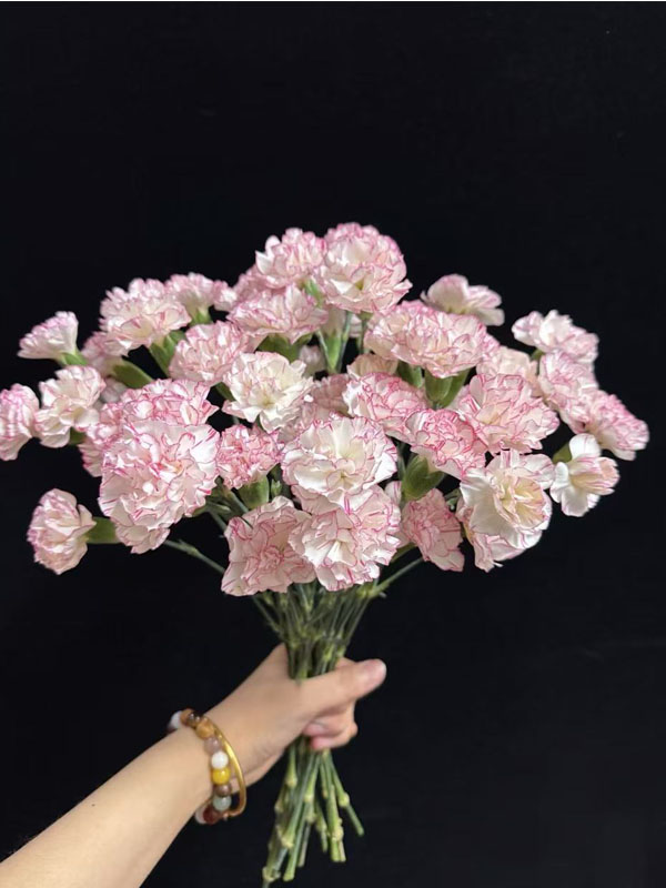 Spray carnation cabbage3