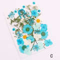 Hot Sale Pressed Flower Mixed Organic Natural Dried Flowers DIY Art Floral Decors Collection Gift Best Price