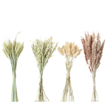 Wheat Dried Flower Rabbit Tail Grass Dried Flower Oat Reed Dried Flower Shoot Props Decoration Living Room Home Decor