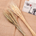 20Pcs/lot Real Wheat Ear Flower Natural Dried Flowers For Wedding Party Decoration DIY Craft Scrapbook Home Decor Wheat Bouquet