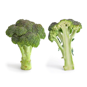 Broccoli Heads for Wholesale Export Orders
