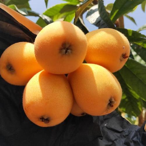 Water Soluble Eriobotrya Japonica Loquat Fruit Powder for Sale, Offer Water Soluble Eriobotrya Japonica Loquat Fruit Powder