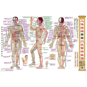 Human's Dangerous Acupuncture Points Warning Chart for Traditional Chinese Medicine Doctors Chinese Edition