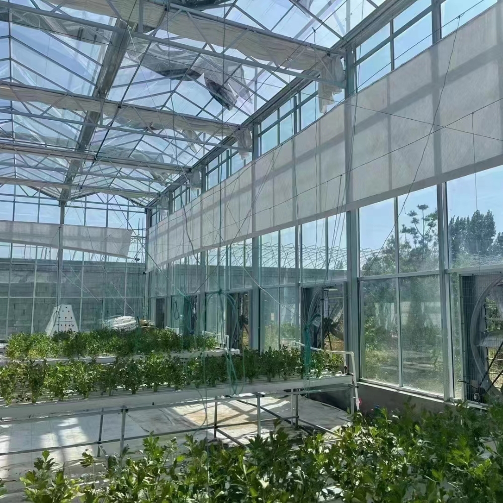 Glass Multi-span Greenhouse