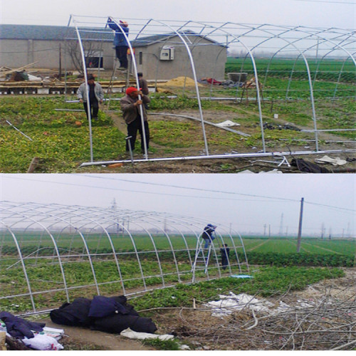 Single Span Plastic Film Greenhouse For Plant Manufacturers and Single Span Plastic Film Greenhouse For Plant Suppliers