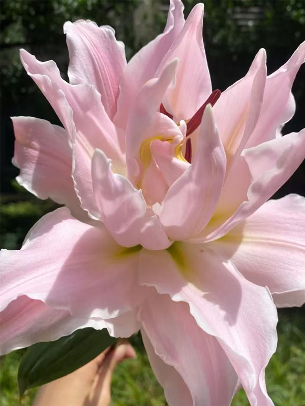 Goddess Double Petal oriental lily3