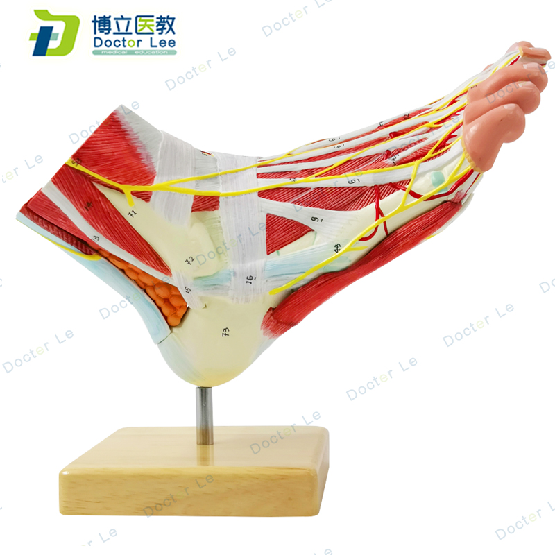 Life size human anatomical foot model 9 parts for anatomy and medical teaching