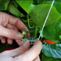 50pcs/lot Plant Vine Tomato Stem Clips Supports Connect to Plants Vines Trellis Twine Cages Best Quality