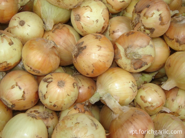 Cebola amarela Yellow Onion
