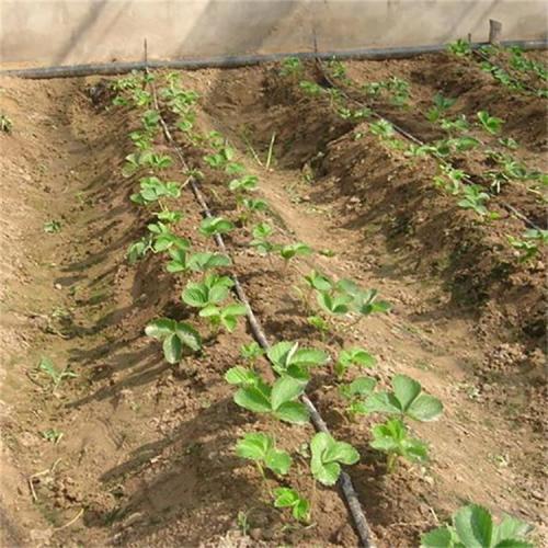 Drip Pipe Emitter Irrigation Drip Line Manufacturers and Drip Pipe Emitter Irrigation Drip Line Suppliers