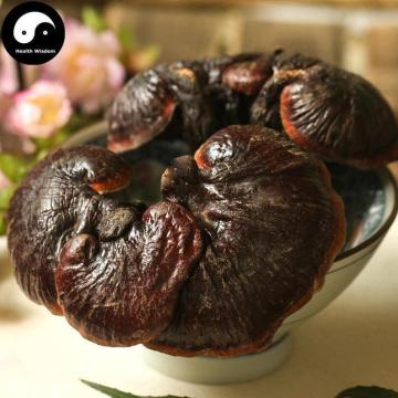 Reishi Mushroom, Ganoderma Lucidum, Purple Lingzhi, Zi Ling Zhi