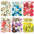 Pressed Dried Flowers Natural Dry Preserved Flower Plant for DIY Scrapbooking Bookmark Gift Box Card Album Phone Case Decoration