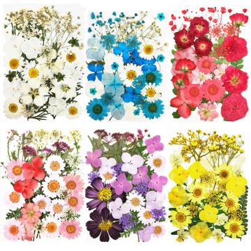 Pressed Dried Flowers Natural Dry Preserved Flower Plant for DIY Scrapbooking Bookmark Gift Box Card Album Phone Case Decoration