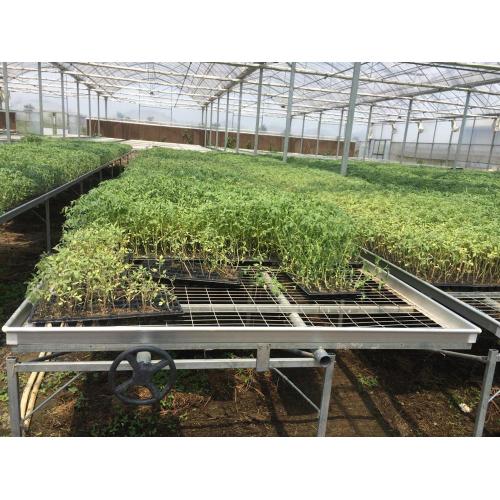 Agriculture Seed rolling bench For Greenhouse Manufacturers and Agriculture Seed rolling bench For Greenhouse Suppliers