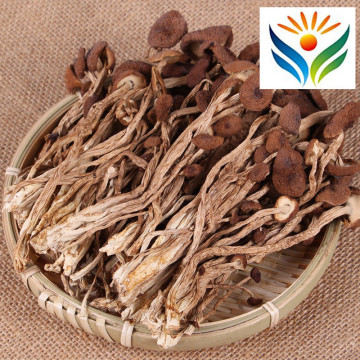 Agrocybe Cylindracea Edible Fungi Healthy Dried Mushrooms