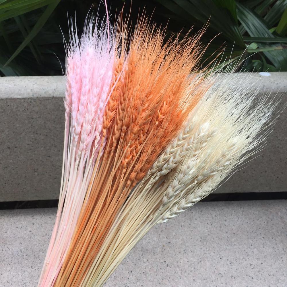 100pcs/lot,Natural dried Ear of Wheat flower bouquet,Eternal display Bunch for Wedding Party Home Decoration,Flower arrangement