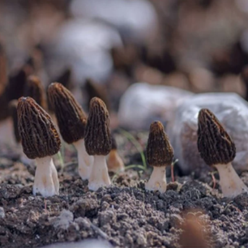 Yunnan Morels For Wholesale