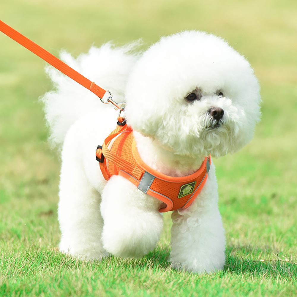 Dog Harness With Leash