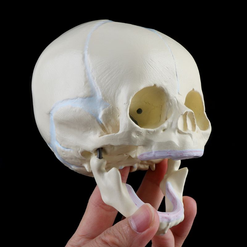 1: 1 Human Fetal Baby Infant Skull Anatomical Skeleton Model Teaching Supplies for medical Science X3UE