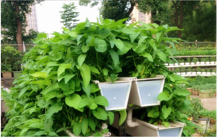 Strawberry Growing System