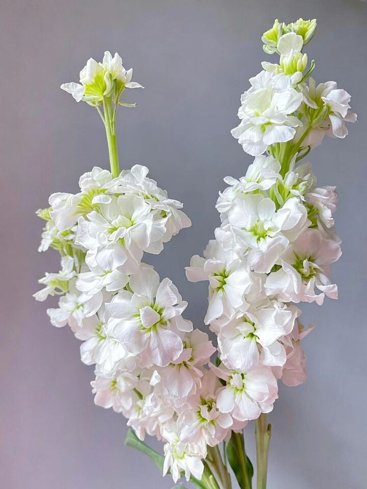 White Violet