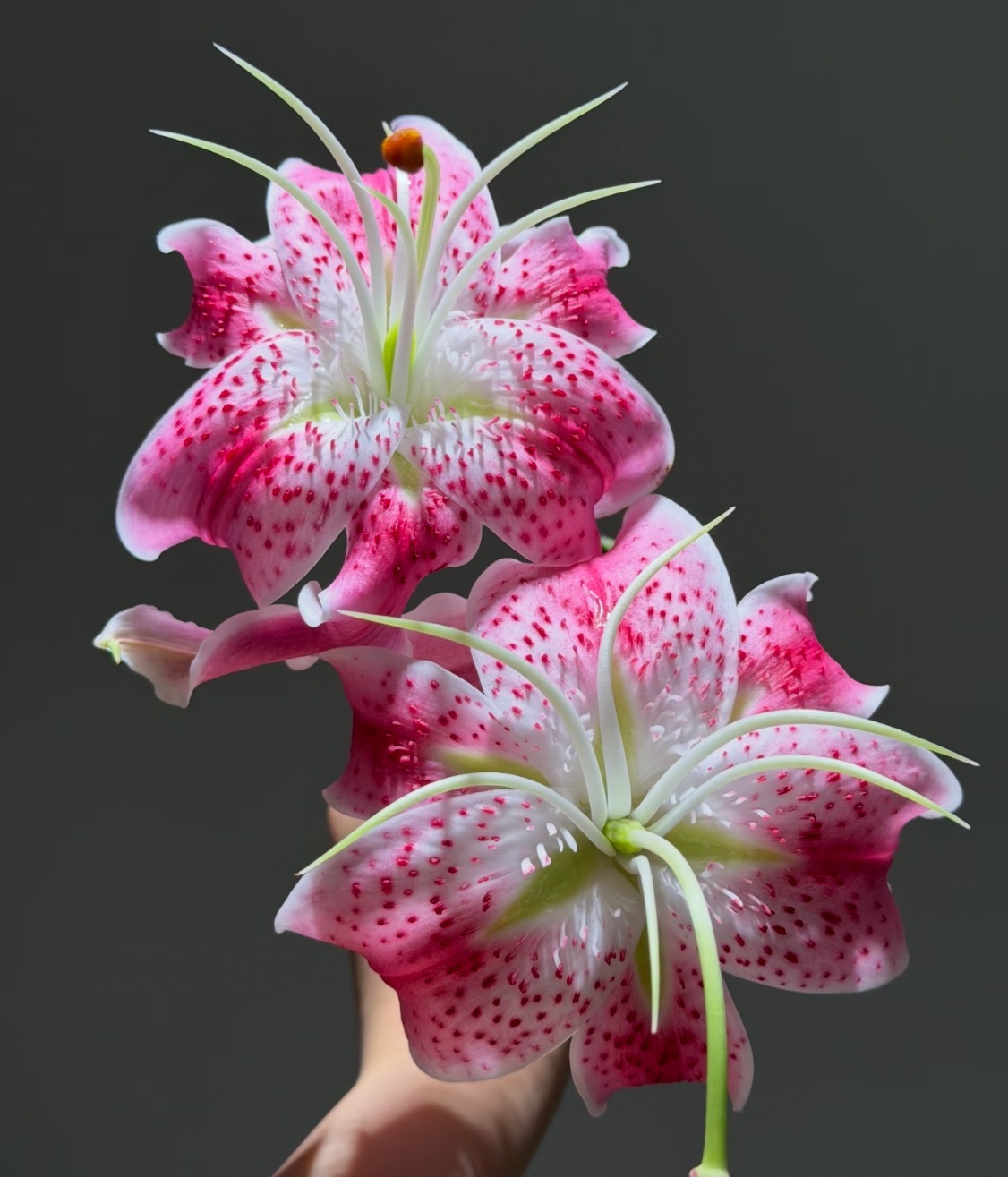MagicFanPrincess Lily5