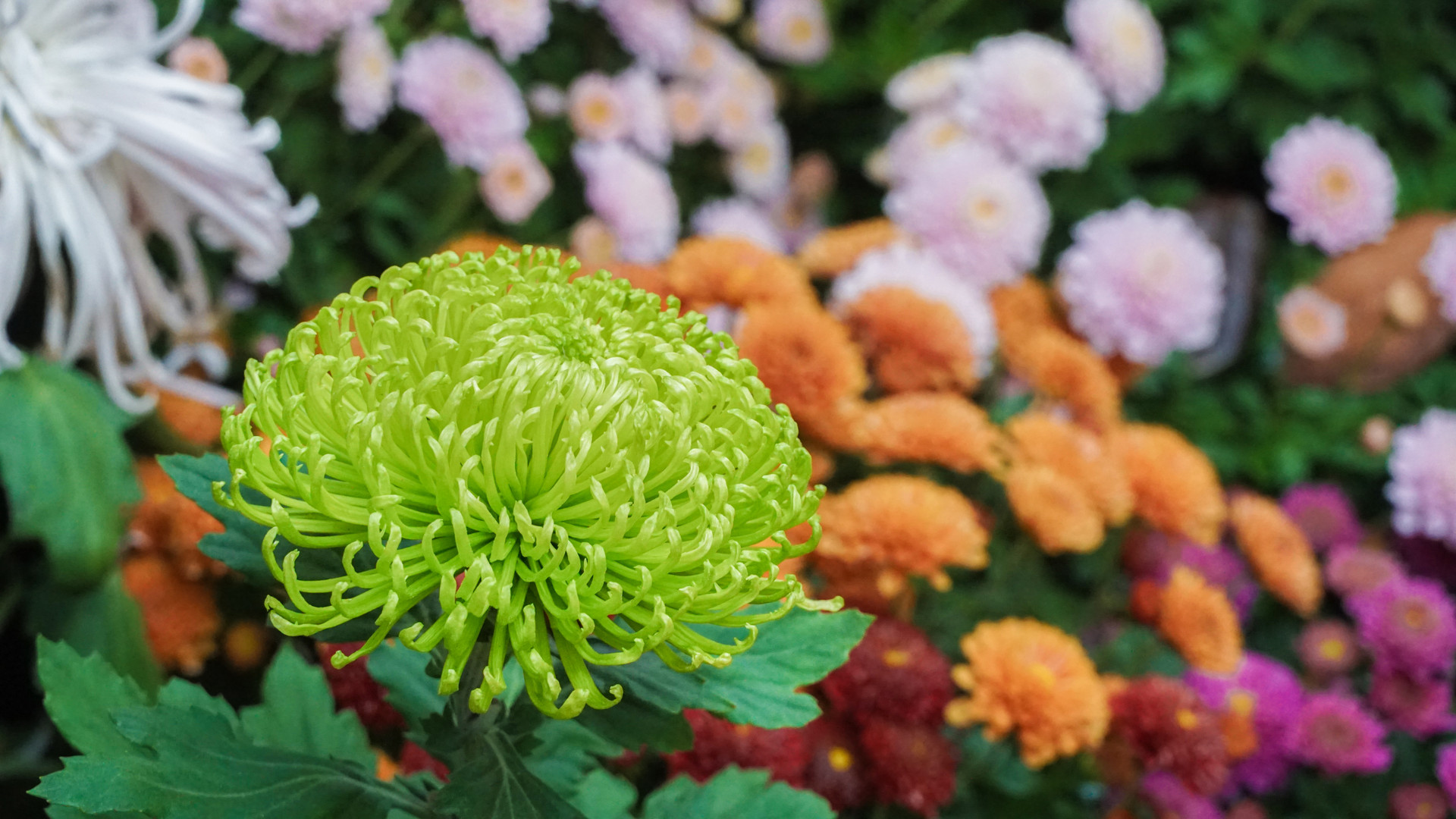 Chrysanthemum Extract (1)
