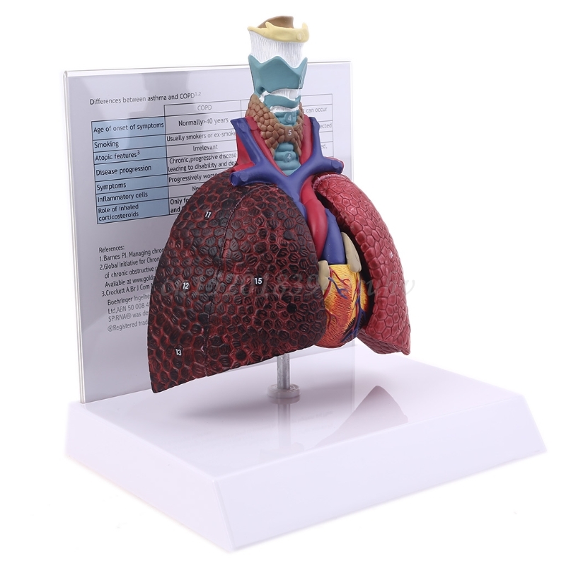 Life Size Human Lung Model Anatomical Respiratory System Anatomy for School Science Resources Study Display Teaching Tool