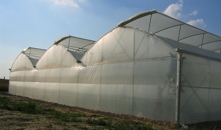 Pe Film Multi Span Greenhouse