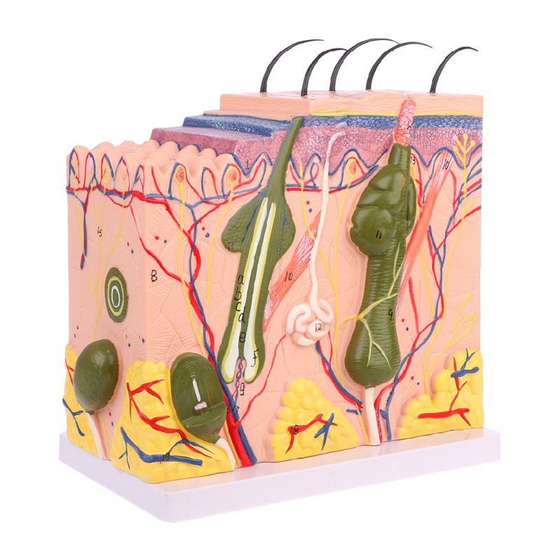 2020 New Human Skin Model Block Enlarged Plastic Anatomical Anatomy Medical Teaching Tool