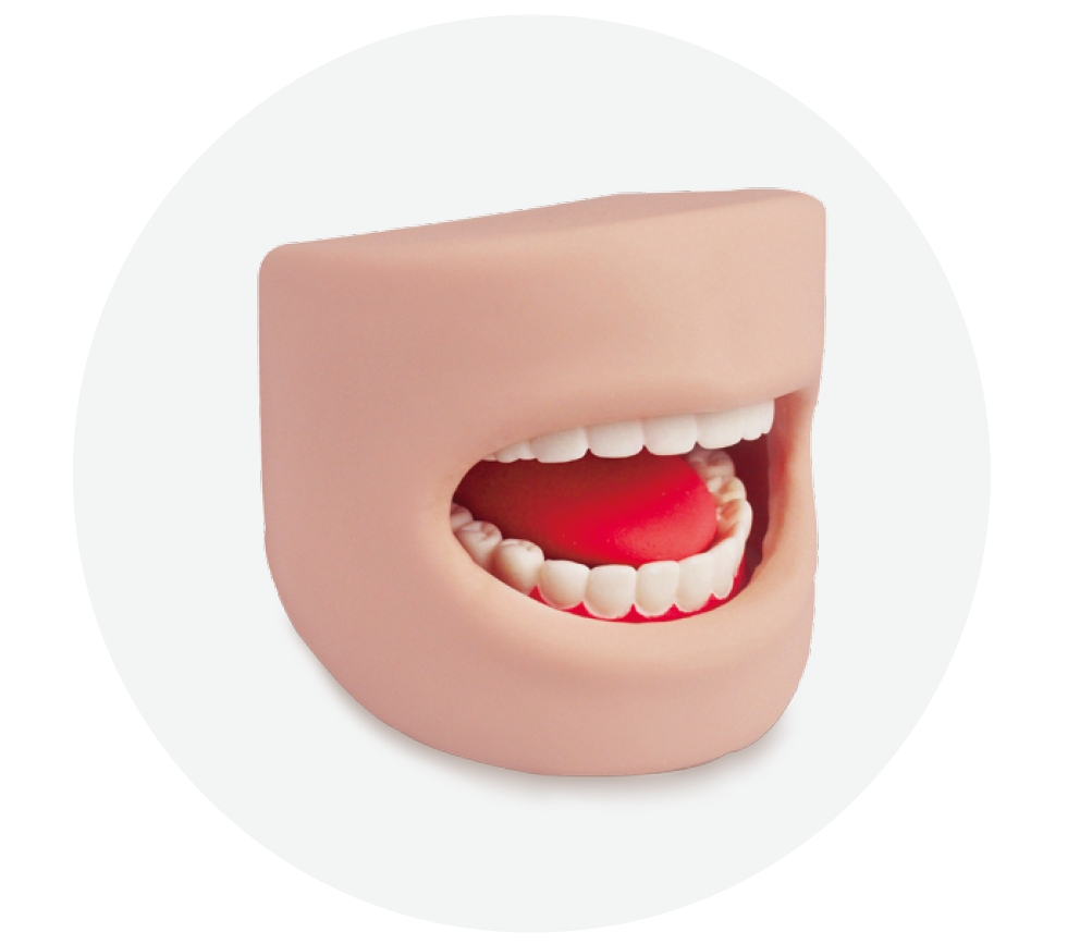 Teeth Model in Oral Cavity