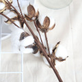 Pure Natural Dried Cotton Flower Stem Farmhouse Man Artificial Flower Home Wedding Decoration Diy Fake Plant Photo Prop Decor