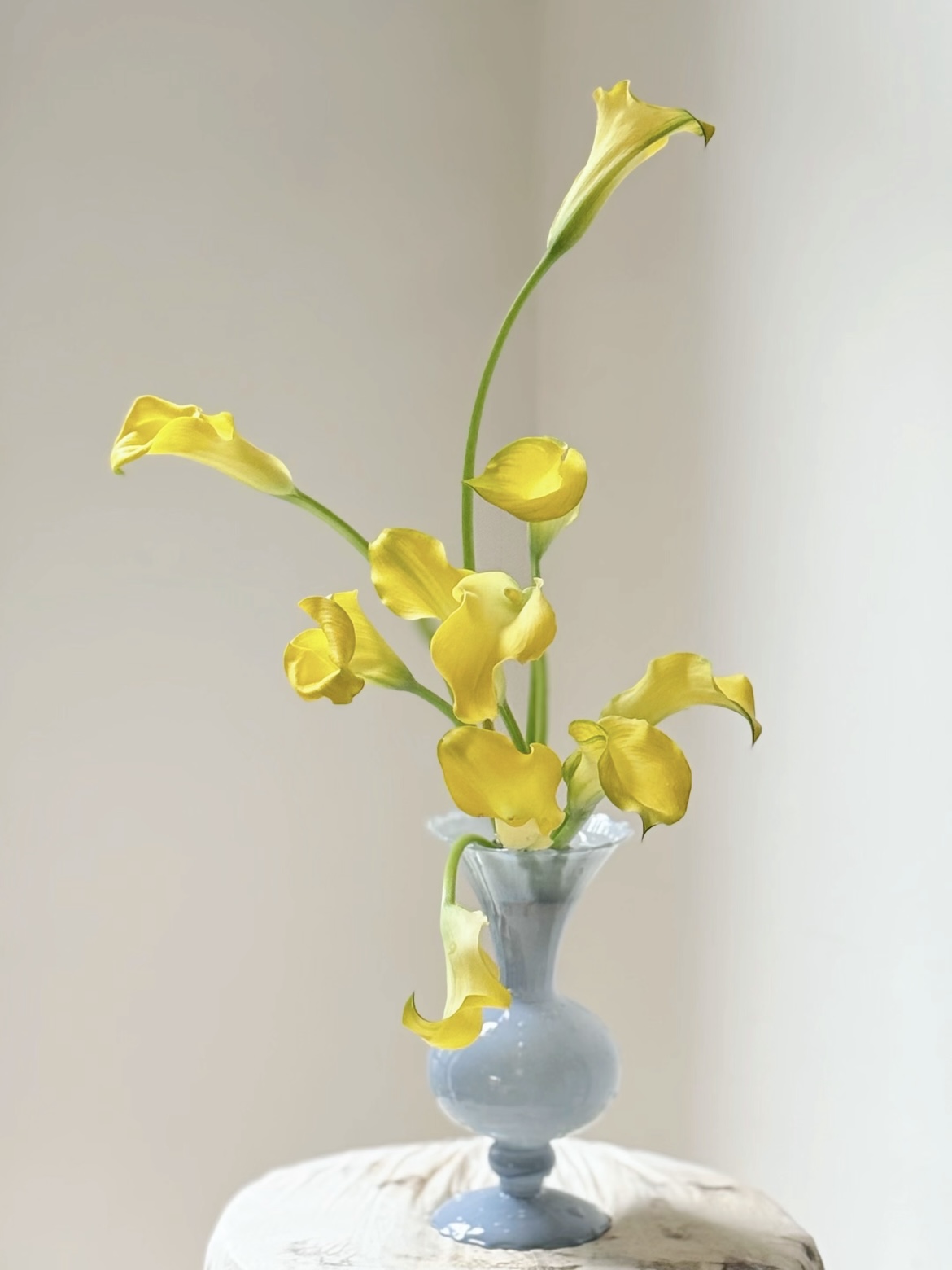 fresh cut of yellow calla lily4